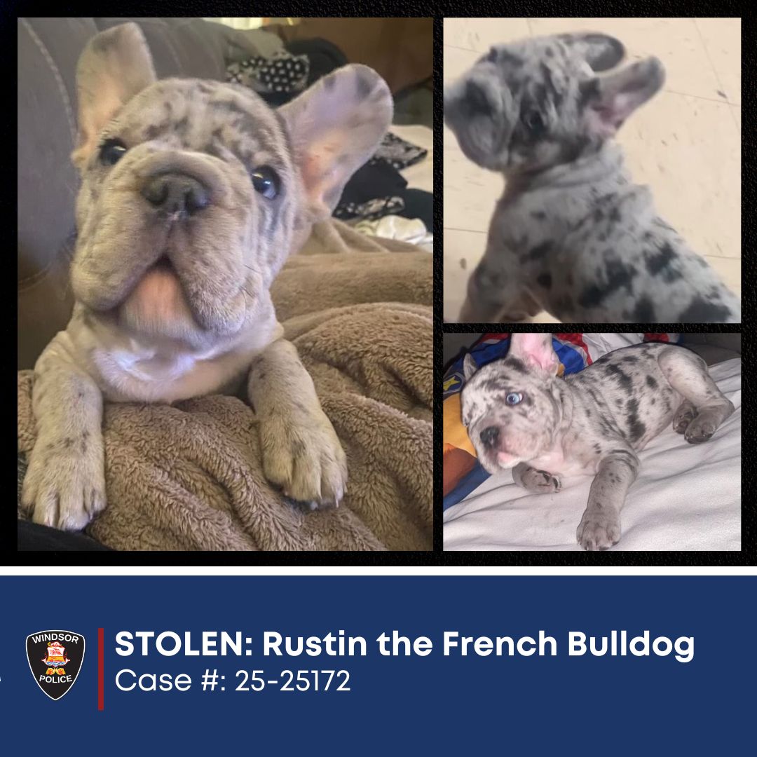 Rustin